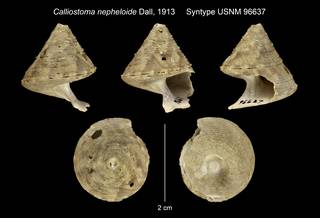 To NMNH Extant Collection (Calliostoma nepheloide Dall, 1913 Syntype USNM 96637)
