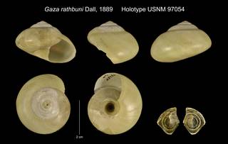 To NMNH Extant Collection (Gaza rathbuni Dall, 1889 Holotype USNM 97054)