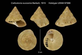 To NMNH Extant Collection (Calliostoma eucosmia Bartsch, 1915 Holotype USNM 97988)