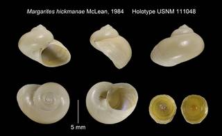 To NMNH Extant Collection (Margarites hickmanae McLean, 1984 Holotype USNM 111048)