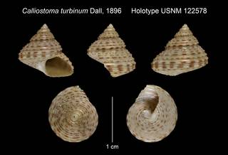 To NMNH Extant Collection (Calliostoma turbinum Dall, 1896 Holotype USNM 122578)