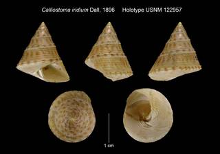 To NMNH Extant Collection (Calliostoma iridium Dall, 1896 Holotype USNM 122957)