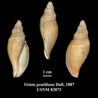 To NMNH Extant Collection (Voluta gouldiana Dall, 1887 USNM 83873)