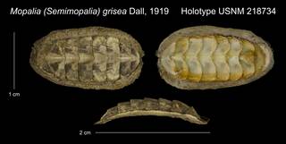 To NMNH Extant Collection (Mopalia (Semimopalia) grisea Holotype Dall, 1919 Holotype USNM 218734)