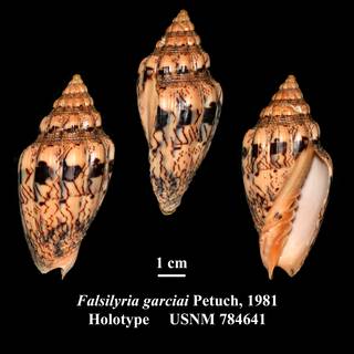 To NMNH Extant Collection (Falsilyria garciai Petuch, 1981 Holotype USNM 784641)
