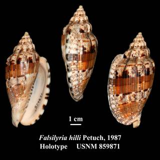 To NMNH Extant Collection (Falsilyria hilli Petuch, 1987 Holotype USNM 859871)