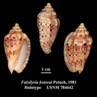 To NMNH Extant Collection (Falsilyria kotorai Petuch, 1981 Holotype USNM 784642)
