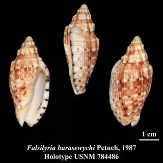 To NMNH Extant Collection (Falsilyria harasewychi Petuch, 1987 Holotype USNM 784486)