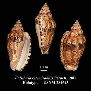 To NMNH Extant Collection (Falsilyria retemirabilis Petuch, 1981 Holotype USNM 784643)