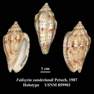 To NMNH Extant Collection (Falsilyria sunderlandi Petuch, 1987 Holotype USNM 859903)
