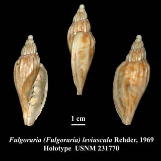 To NMNH Extant Collection (Fulgoraria (Fulgoraria) leviuscula Rehder, 1969 Holotype USNM 231770)