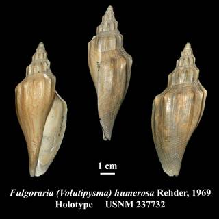 To NMNH Extant Collection (Fulgoraria (Volutipysma) humerosa Rehder, 1969 Holotype USNM 237732)