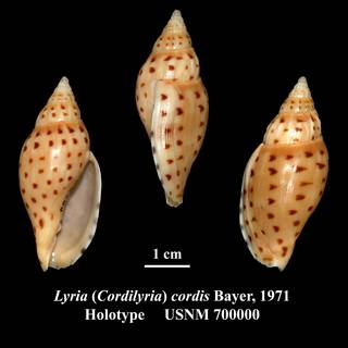 To NMNH Extant Collection (Lyria (Cordilyria) cordis Bayer, 1971 Holotype USNM 700000)