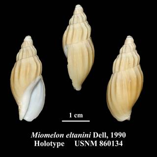 To NMNH Extant Collection (Miomelon eltanini Dell, 1990 Holotype USNM 860134)