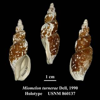 To NMNH Extant Collection (Miomelon turnerae Dell, 1990 Holotype USNM 860137)