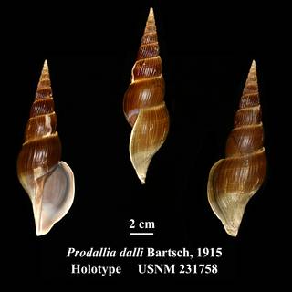 To NMNH Extant Collection (Prodallia dalli Bartsch, 1942 Holotype USNM 231758)