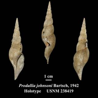 To NMNH Extant Collection (Prodallia johnsoni Bartsch, 1942 Holotype USNM 238419)