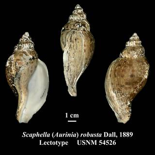 To NMNH Extant Collection (Scaphella (Aurinia) robusta Dall, 1889 Lectotype USNM 54526)