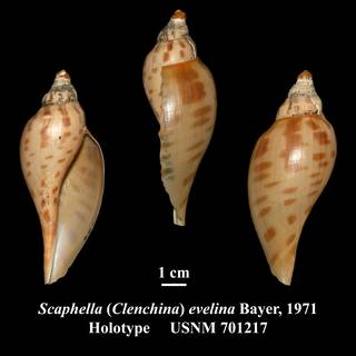 To NMNH Extant Collection (Scaphella (Clenchina) evelina Bayer, 1971 Holotype USNM 701217)