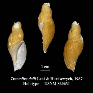To NMNH Extant Collection (Tractolira delli Leal & Harasewych, 2005 Holotype USNM 860631)