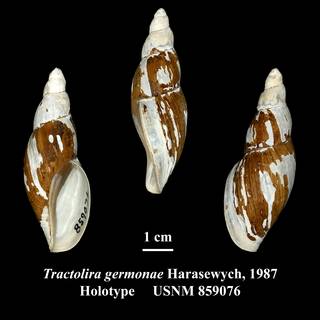 To NMNH Extant Collection (Tractolira germonae Harasewych, 1987 Holotype USNM 859076)