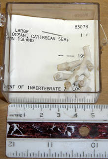 To NMNH Extant Collection (IZ COE 83078 fragments)