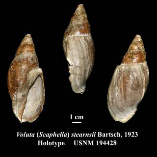 To NMNH Extant Collection (Voluta (Scaphella) stearnsii Bartsch, 1923 Holotype USNM 194428)