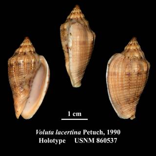 To NMNH Extant Collection (Voluta lacertina Petuch, 1990 Holotype USNM 860537)