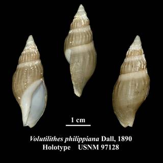 To NMNH Extant Collection (Volutilithes philippiana Dall, 1890 Holotype USNM 97128)