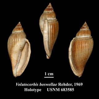 To NMNH Extant Collection (Volutocorbis boswellae Rehder, 1969 Holotype USNM 683585)