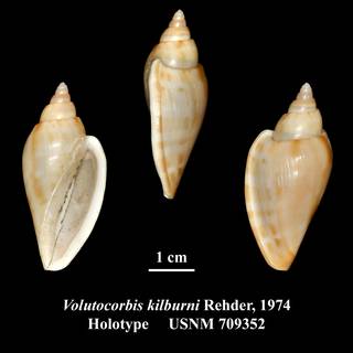 To NMNH Extant Collection (Volutocorbis kilburni Rehder, 1974 Holotype USNM 709352)