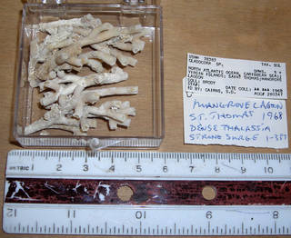 To NMNH Extant Collection (IZ COE 78383 fragments)
