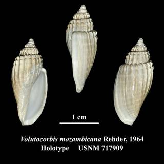 To NMNH Extant Collection (Volutocorbis mozambicana Rehder, 1964 Holotype USNM 717909)