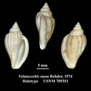 To NMNH Extant Collection (Volutocorbis nana Rehder, 1974 Holotype USNM 709351)