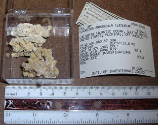 To NMNH Extant Collection (IZ COE 22041 fragments)