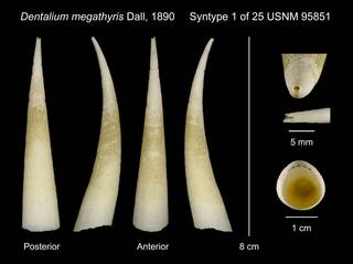 To NMNH Extant Collection (Dentalium megathyris Dall, 1890 Syntype USNM 95851)