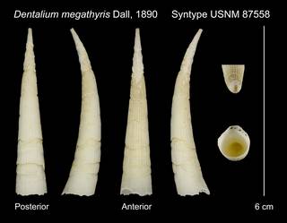 To NMNH Extant Collection (Dentalium megathyris Dall, 1890 Syntype USNM 87558)