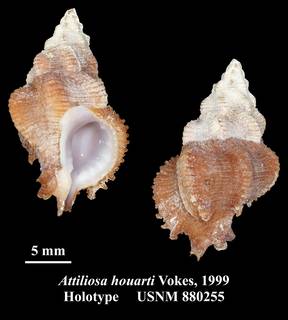 To NMNH Extant Collection (Attiliosa houarti Vokes, 1999 Holotype USNM 880255)