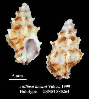 To NMNH Extant Collection (Attiliosa kevani Vokes, 1999 Holotype USNM 880264)