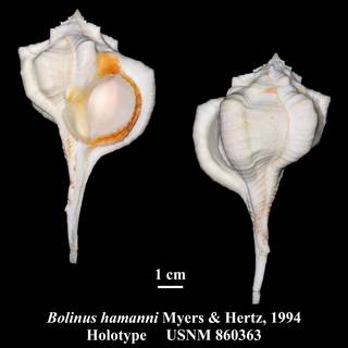 To NMNH Extant Collection (Bolinus hamanni Myers & Hertz, 1994 Holotype USNM 860363)