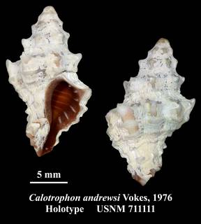 To NMNH Extant Collection (Calotrophon andrewsi Vokes, 1976 Holotype USNM 711111)