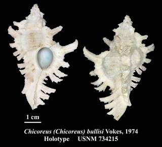 To NMNH Extant Collection (Chicoreus (Chicoreus) bullisi Vokes, 1974 Holotype USNM 734215)