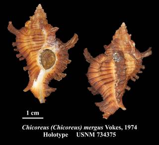 To NMNH Extant Collection (Chicoreus (Chicoreus) mergus Vokes, 1974 Holotype USNM 734375)