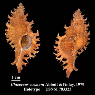 To NMNH Extant Collection (Chicoreus cosmani Abbott & Finlay, 1979 Holotype USNM 783323)