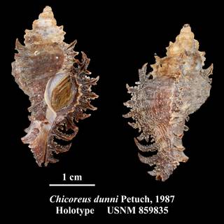 To NMNH Extant Collection (Chicoreus dunni Petuch, 1987 Holotype USNM 859835)