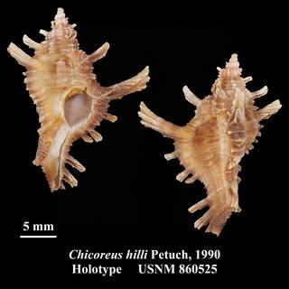 To NMNH Extant Collection (Chicoreus hilli Petuch, 1990 Holotype USNM 860525)