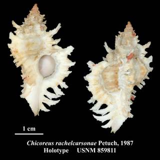 To NMNH Extant Collection (Chicoreus rachelcarsonae Petuch, 1987 Holotype USNM 859811)