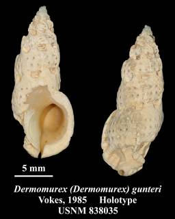 To NMNH Extant Collection (Dermomurex (Dermomurex) gunteri Vokes, 1985 Holotype USNM 838035)