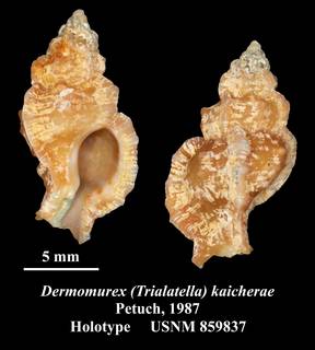 To NMNH Extant Collection (Dermomurex (Trilatella) kaicherae Petuch, 1987 Holotype USNM 859837)