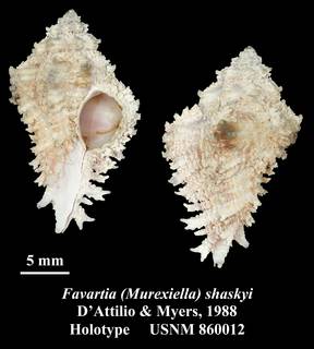 To NMNH Extant Collection (Favartia (Murexiella) shaskyi D'Attilio & Myers, 1988 Holotype USNM 860012)